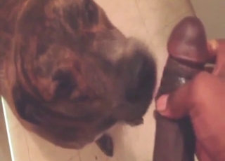 Dude's cock is going to get sucked by a sexy dog