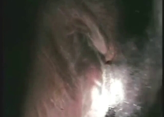 Cow's ass and pussy are going to get fucked