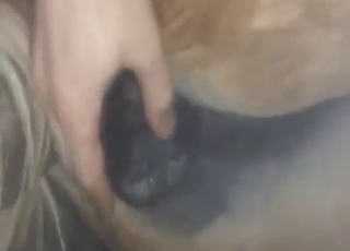 Stallion gets creampied and then farts with cum