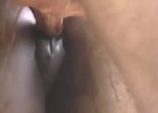 Szczęściarz będzie ruchał klacz od tyłu