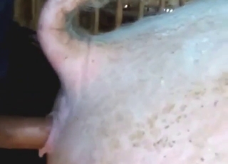 Pig fucking session with a slutty beast that cums