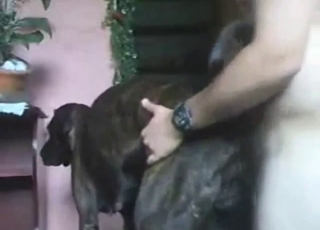 Bestiality porn with a dog getting fucked deeper