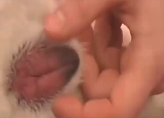 Dog's pussy gets fingered and licked as foreplay