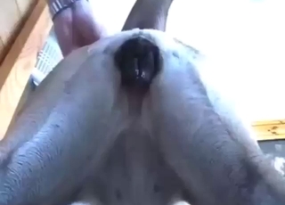 Guy will punish this dog's tight hole from behind