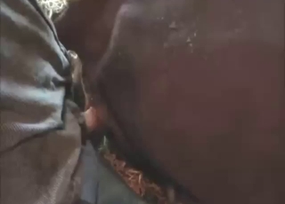 Cow bang session with a brown beast cummin