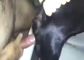 Well-hung and hairy-assed dude fucks a doggo