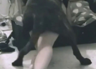 Teen brunette wraps her legs around a black dog