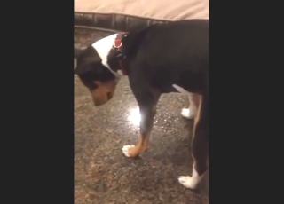 Amazing zoo XXX with a sexy dog that wants HJs