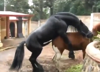 棕色母馬被黑色種馬交配