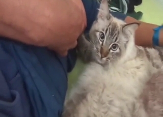 Breastfeeding in a bestiality sex movie in HD