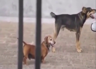 Gay bestiality sex with one dog fucking the other