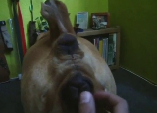 Cunnilingus in zoo porn, amazing pussy licking