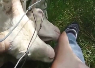 POV licking featuring a slutty sheep that licks