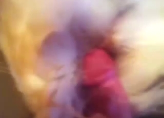 Golden Retriever dog gets fucked by multiple men