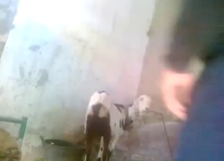 Bestiality porn with a fat booty dude fucking dog