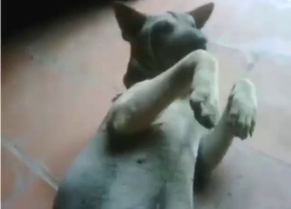 Tiny animal getting fingered before all else