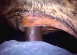 Legit bestiality sex with a bull that wants gape