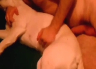 New York zoophile fucking a white dog deeper