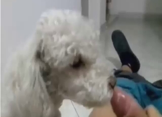 White cute dog is licking his penis in a POV scene
