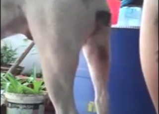 Bestiality sex showing a guy who fucks his dog