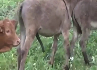 Donkey group fuck with full length penetration