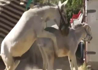 Zoo sex with subtitles: donkey fuck madness