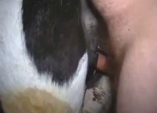 Slutty cow with a big pussy is going to get fucked
