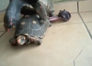 Gay turtle power, dude: outdoor anal with speed