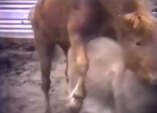 Poni in osel analno jebanje z vročim zasukom