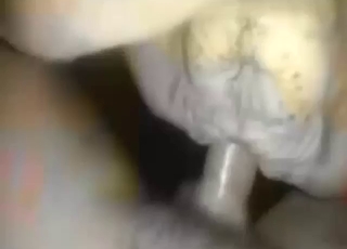 Careful zoophile puts on a condom to fuck a cow