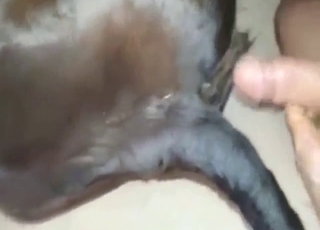 Horny zoophile fucks a cow with no mercy