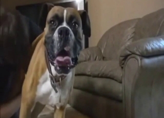 Homosexual zoophile porn with a guy who gets off