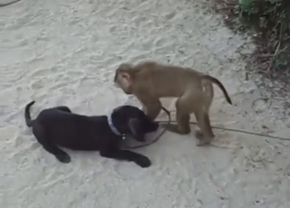 Monkey fucking a dog's asshole out in the open