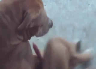 Brown dog is going to jerk its nice dick outside