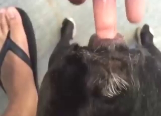 Dog is going to let him finger-fuck that tightness