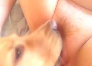 Dog is happy to suck on that pussy in a hot vid
