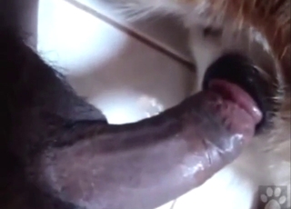 Hard cock slides inside a tight anal hole here