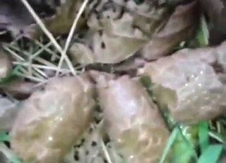 Dogs showing off their shitting skills big time