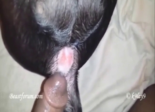 Guy has a long cock and he puts it in the dog