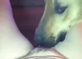 Brown mutt is going to lick that vag super-hard