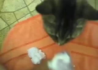 Cat is going to worship the tip of his D orally