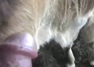 Zoo sex with plenty of close-ups of that cow vag