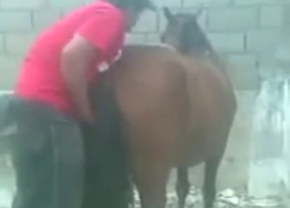 Zoo sex with a mare taking his massive boner