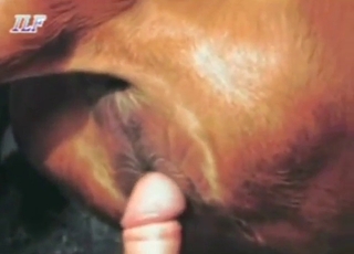 Dude sets his sights on a mare's wet pussy today