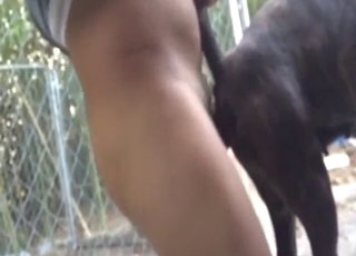 Black dog gets its slutty hole fucked outside