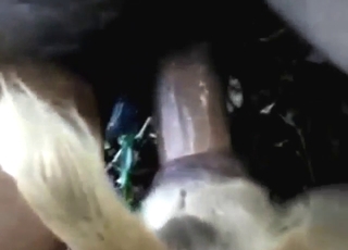 Pet with a tight fuckhole gets rammed by a dude