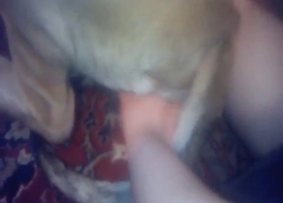 Fingering and teasing with a slutty-ass animal