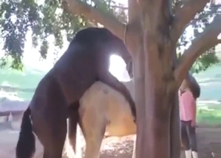 Horse banging and legit zoophile porn orgasms
