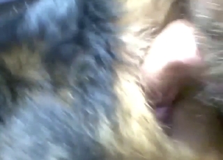 Assfuck with close-ups looks like a dream cum true