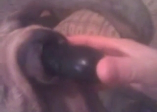 Zoophile is going to fuck a dog with a big toy